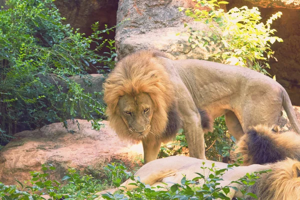 Male Lion Zoo — Stock Photo, Image