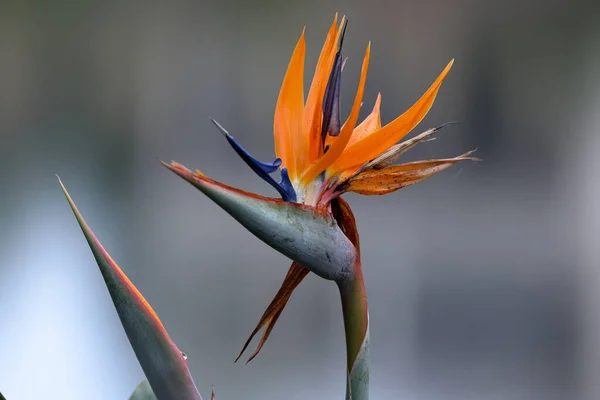 Hermoso Plano Botánico Fondo Pantalla Natural — Foto de Stock