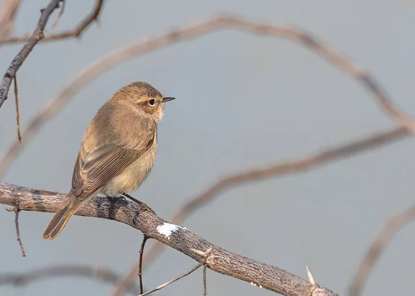 Mooie Opname Van Vogel Natuurlijke Habitat — Stockfoto