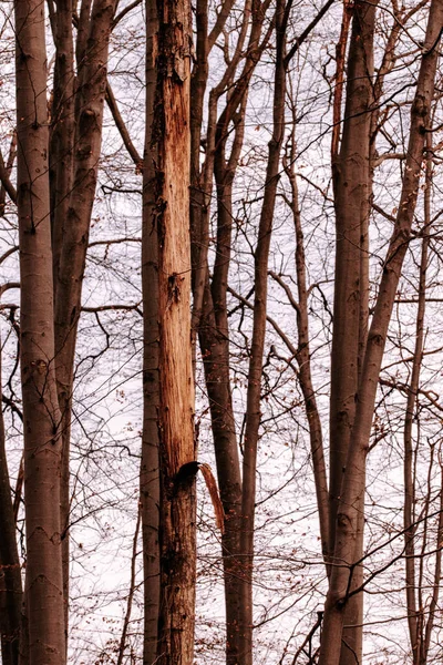 Ramos Árvores Floresta — Fotografia de Stock