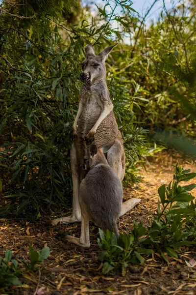 Canguru Zoológico — Fotografia de Stock