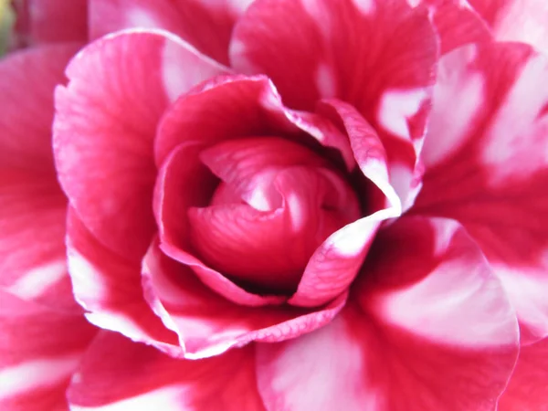 Beautiful Pink Peony Flower — Stock Photo, Image