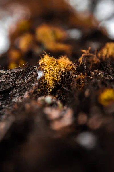 Primer Plano Musgo Amarillo — Foto de Stock