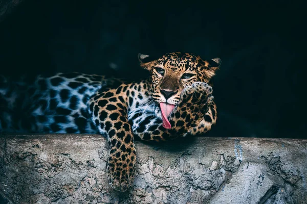 Leopard Djurparken — Stockfoto