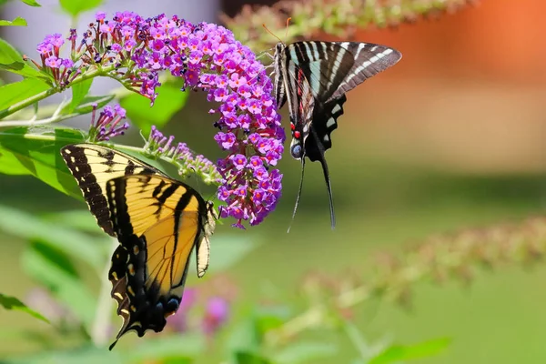 나비가 가까이 — 스톡 사진