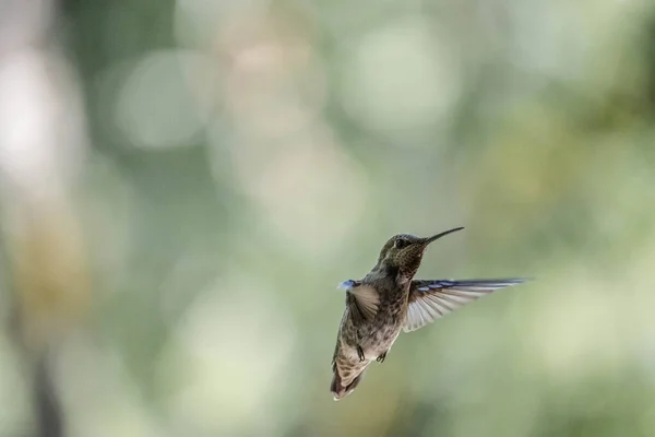 Красивий Знімок Молодої Птиці Природному Середовищі Проживання — стокове фото