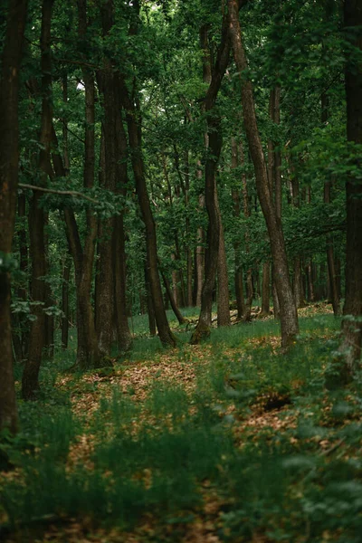 Vacker Skog Morgonen — Stockfoto