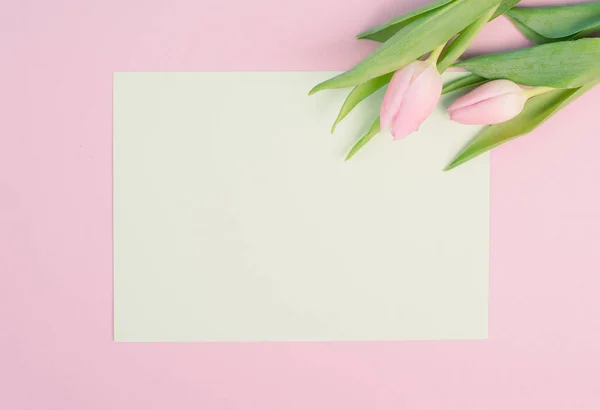 Рожеві Тюльпани Білому Тлі — стокове фото