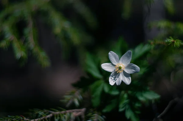 Hermosas Flores Jardín — Foto de Stock