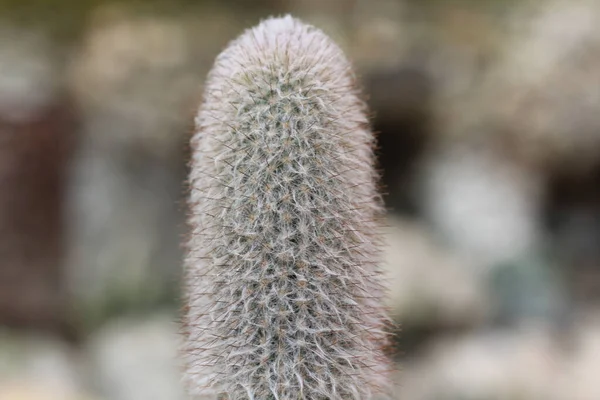 Close Cactus Garden — Stock Photo, Image