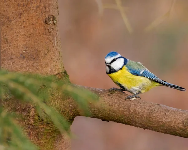 Grande Mésange Sur Une Branche Arbre — Photo