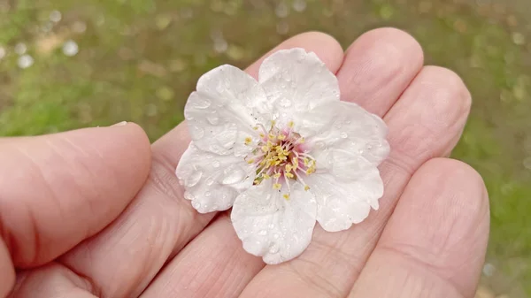 Flor Blanca Las Manos Una Mujer — Foto de Stock