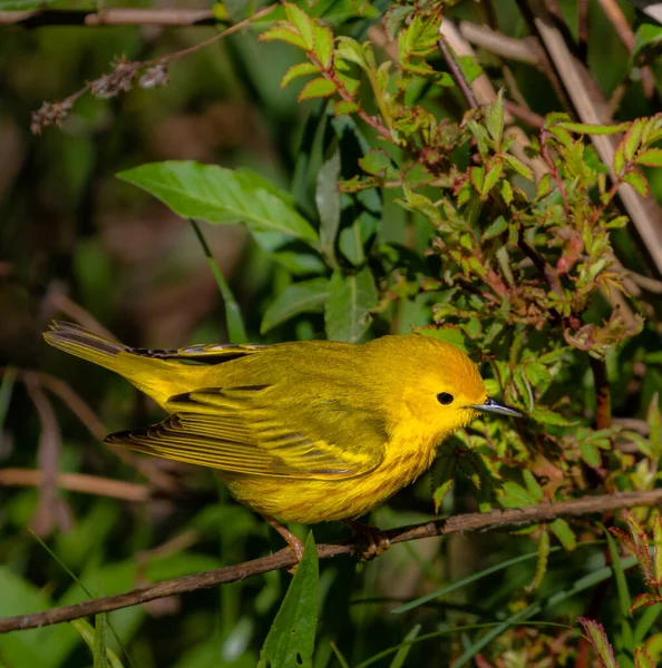 Uccello Ramo Albero — Foto Stock