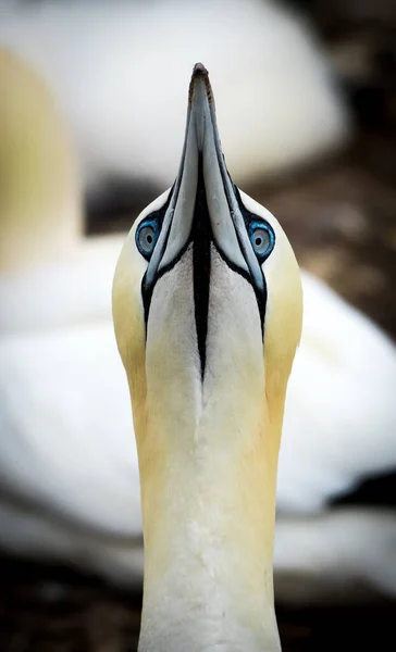 Close Par Pelicano Branco — Fotografia de Stock