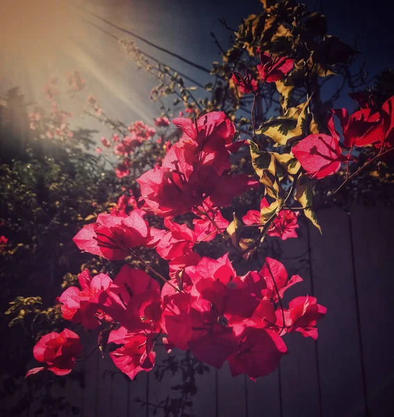 Belles Fleurs Dans Jardin — Photo