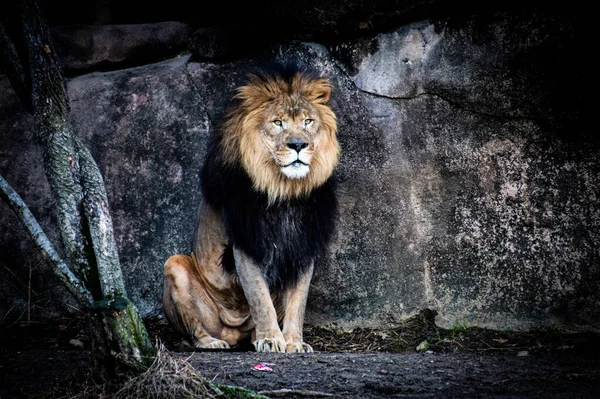 若い雄ライオンの肖像画です — ストック写真