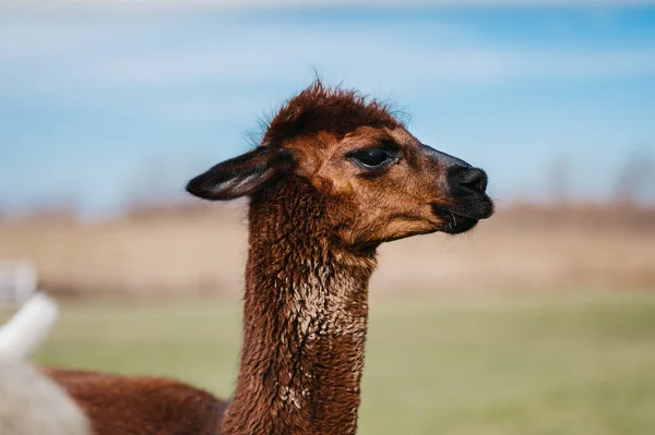 Close Bonito Alpaca — Fotografia de Stock