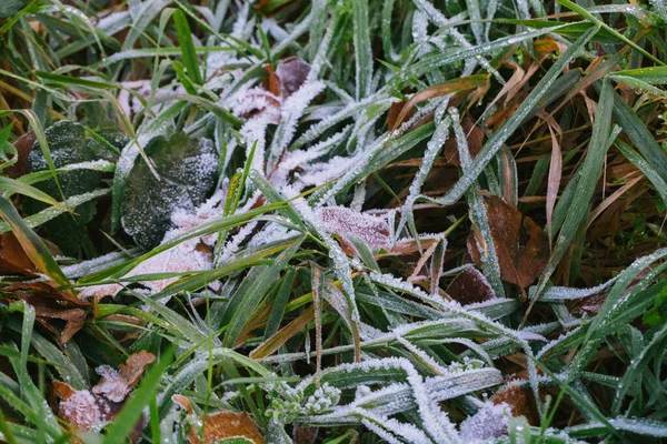 Frozen Grass Snow — Stock Photo, Image