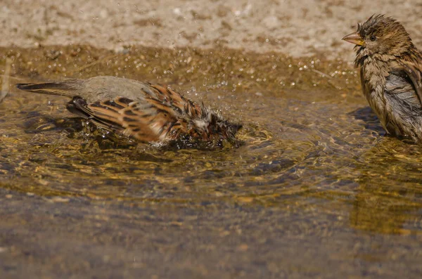 Ptaki Kąpieliskach Wodnych — Zdjęcie stockowe