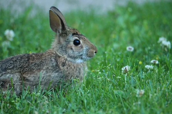 Kaninchen Gras — Stockfoto
