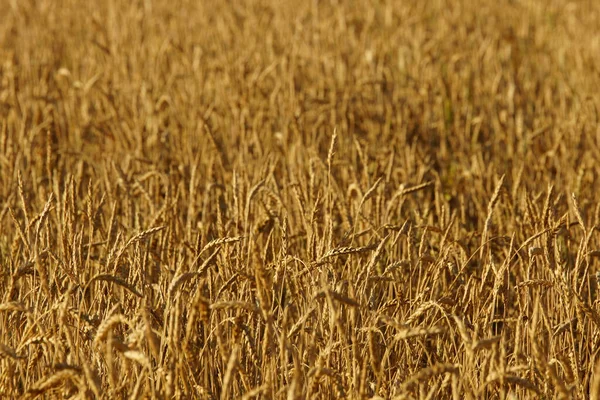 Žlutá Pšeničná Zrna Pozadí Oblohy — Stock fotografie