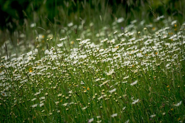 Schöne Sommerwiese Mit Grünem Gras — Stockfoto