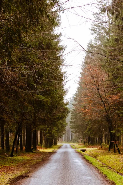 Jesienna Droga Leśna Wsi — Zdjęcie stockowe