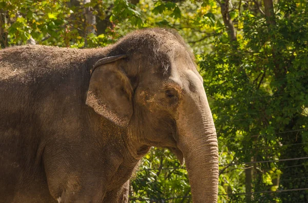 Slon Džungli — Stock fotografie