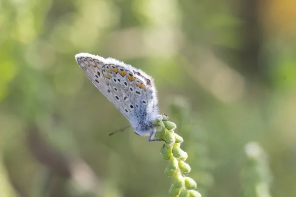 庭の牧草地で美しい蝶 — ストック写真