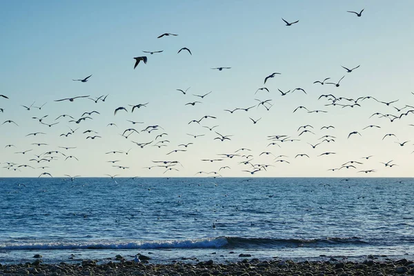 Gaviotas Volando Cielo — Foto de Stock