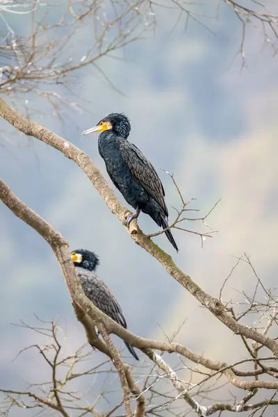 Pájaro Está Sentado Una Rama Árbol Parque Nacional Kruger Sudáfrica —  Fotos de Stock