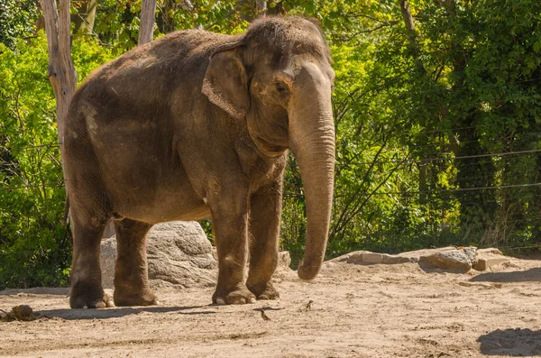 Närbild Ung Elefant Djurparken — Stockfoto