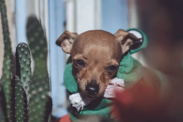 Schattig Chihuahua Hond Kamer — Stockfoto