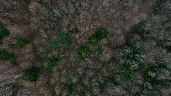 Vista Aérea Floresta Nas Montanhas — Fotografia de Stock