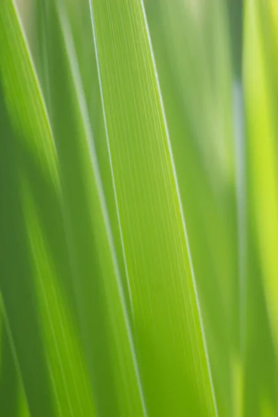 Hojas Verdes Fondo Abstracto —  Fotos de Stock