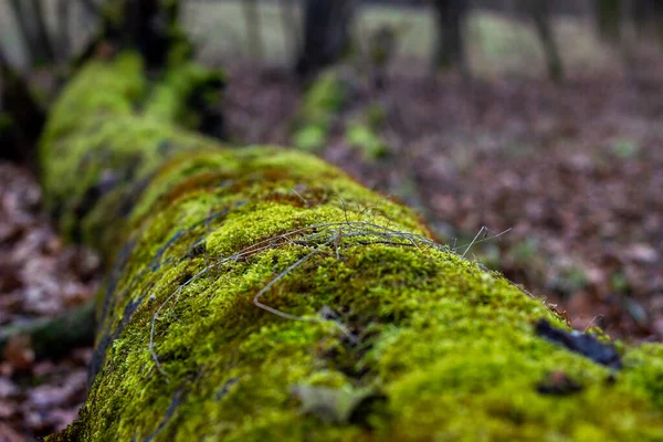 Mousse Sur Arbre Dans Forêt — Photo