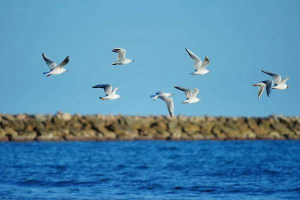 Gaviotas Volando Sobre Mar — Foto de Stock