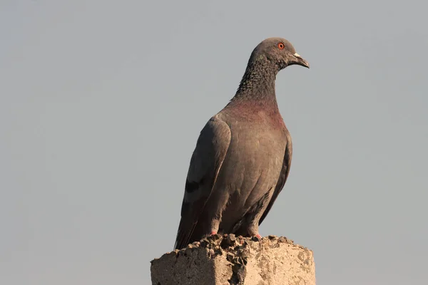 Pigeon Assis Sur Sol — Photo