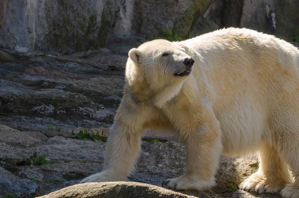 動物園のホッキョクグマは — ストック写真