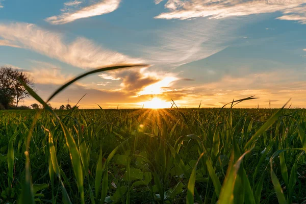 Захід Сонця Над Полем Пшениці — стокове фото