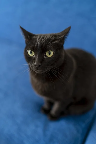 Чорно Білий Кіт Блакитними Очима — стокове фото