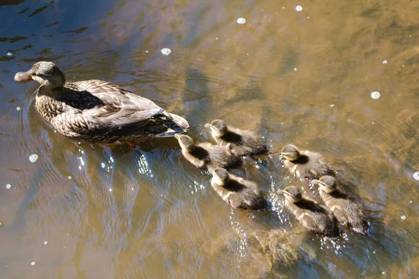 Ente Wasser — Stockfoto