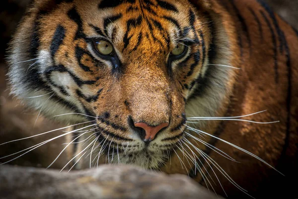 Bengalisk Tiger Djurparken — Stockfoto