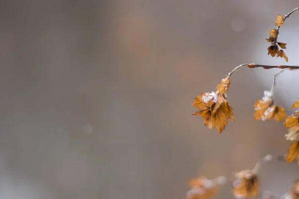 Podzimní Listy Podzimní Období Sezónní Zimní Sníh Příroda Jaro — Stock fotografie