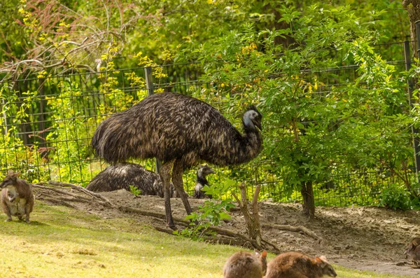 Bando Animais Selvagens Jardim Zoológico — Fotografia de Stock