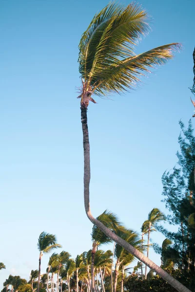 Palmiers Tropical Ciel Bleu Soleil Fond Été Tons Vintage — Photo