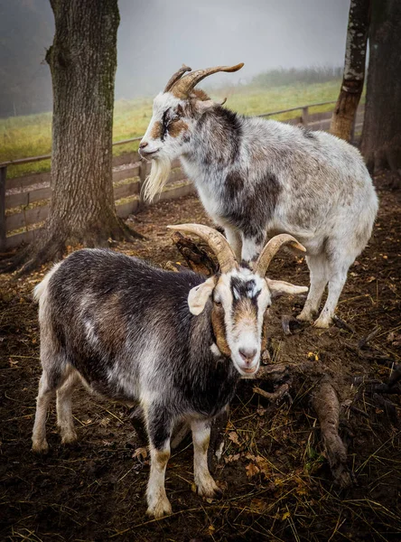 Młode Kozy Wypasane Pastwisku — Zdjęcie stockowe