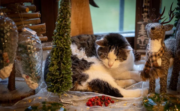 Eine Katze Sitzt Hause — Stockfoto