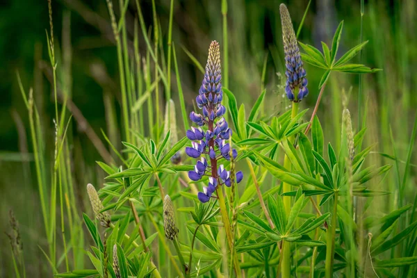 Belles Fleurs Dans Jardin — Photo