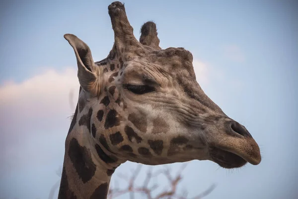 Jirafa Cabeza Jirafa Camelopardalis Vida Silvestre Animal Fauna Mamífero — Foto de Stock